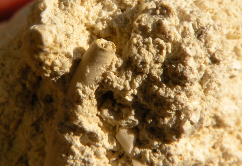 Ditrupa sp.